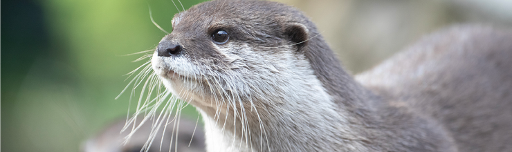 Offre Pass Zen - Billetterie - ZooParc de Beauval