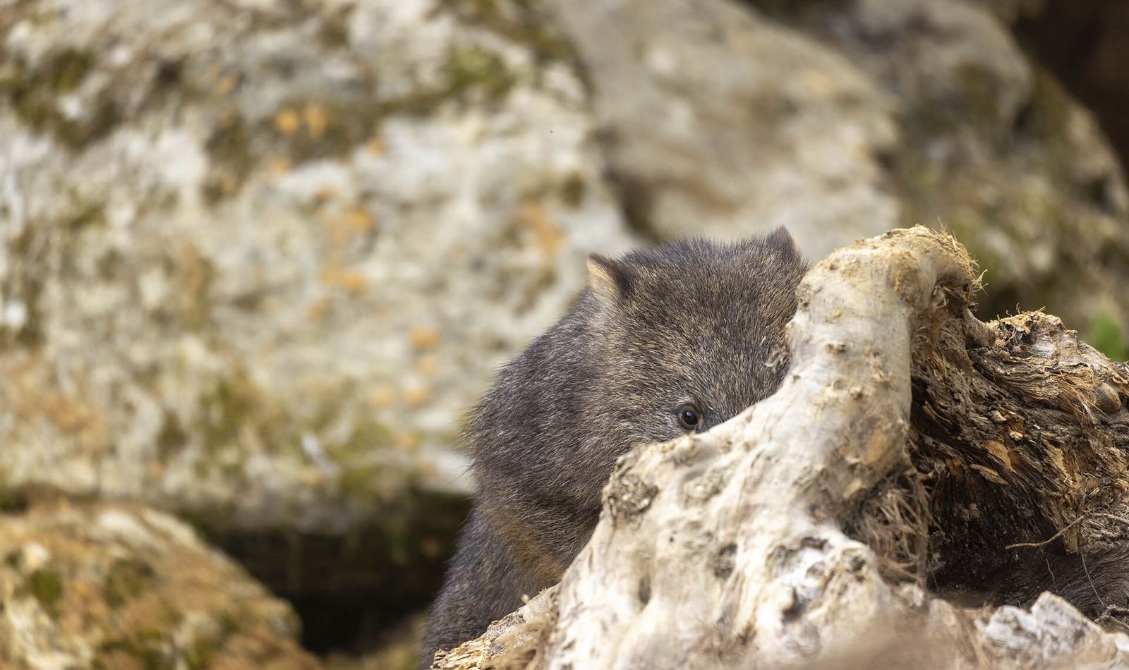 Wombat - Animaux extraordinaires du ZooParc