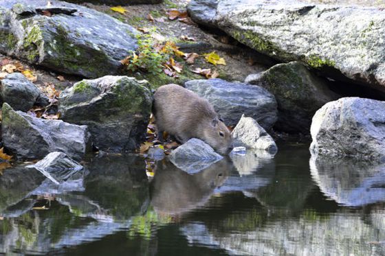 Sous les feuilles d’or, Beauval révèle ses trésors