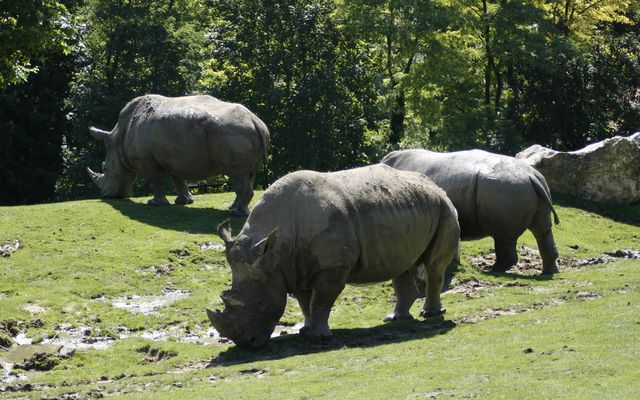 Rhinocéros blancs - L'histoire du ZooParc