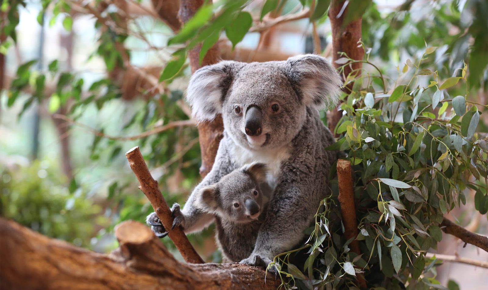 Koala et son bébé - Naissance et carnet rose du ZooParc de Beauval