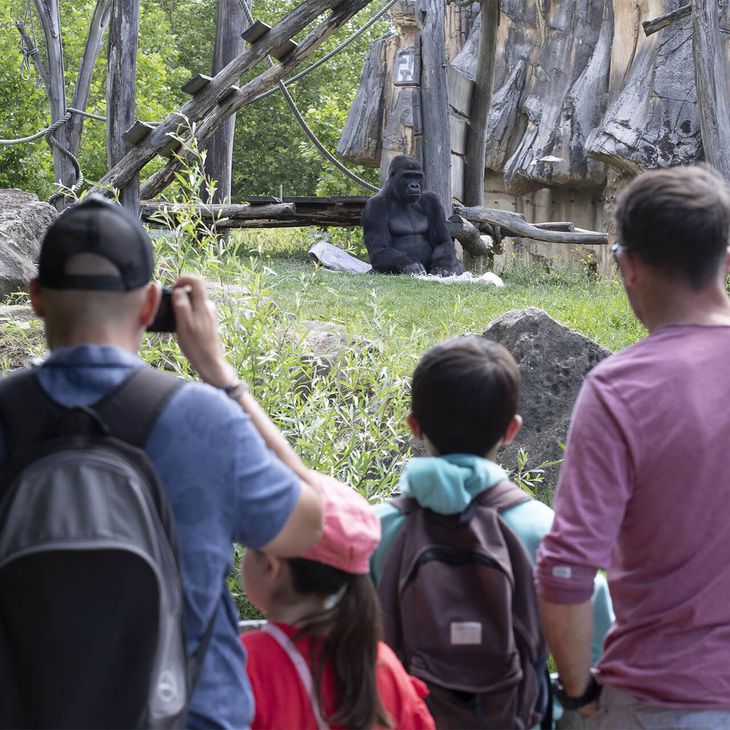 Visiteurs devant les gorilles - Vacances en famille au ZooParc de Beauval