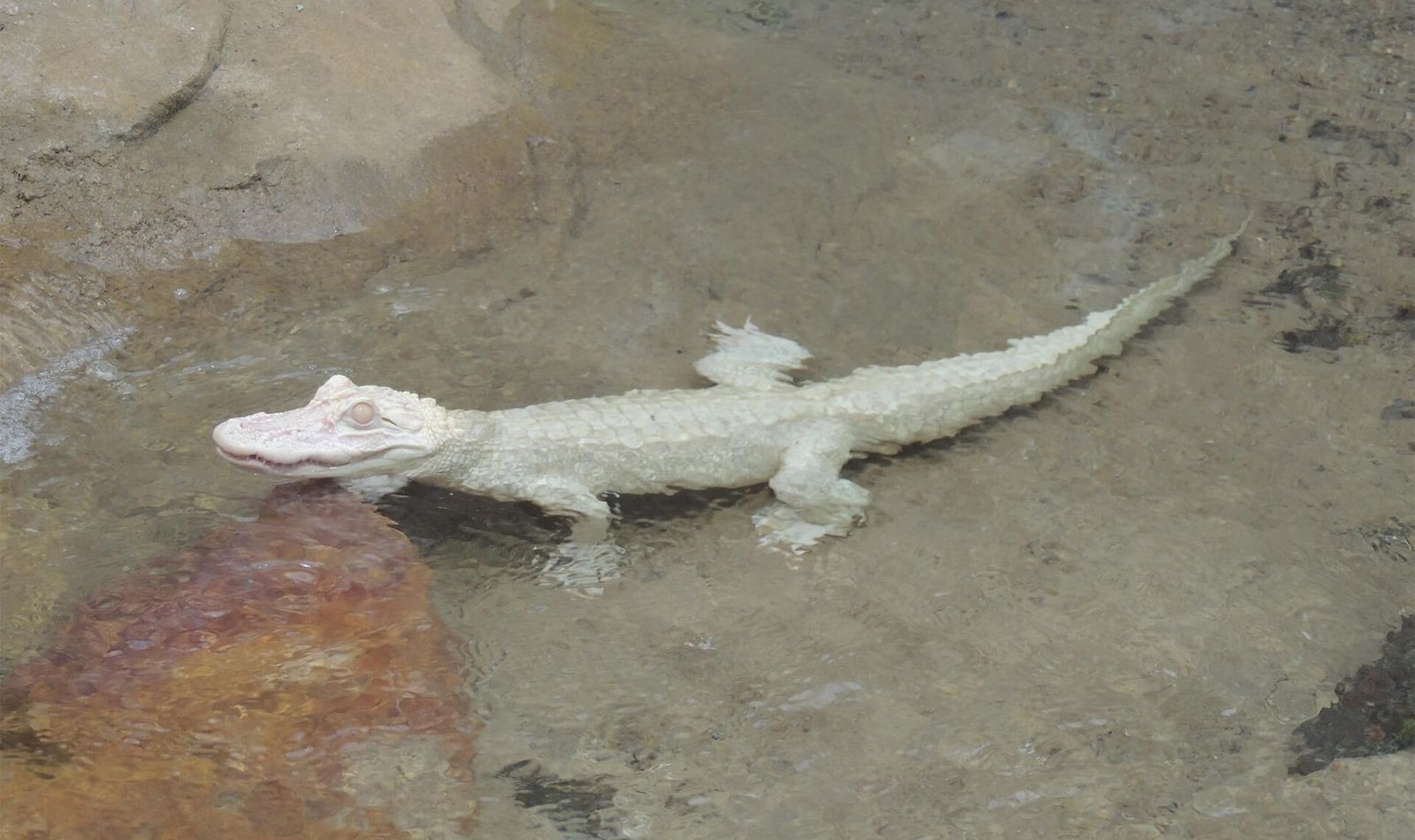 Alligator albinos - Animaux extraordinaires du ZooParc