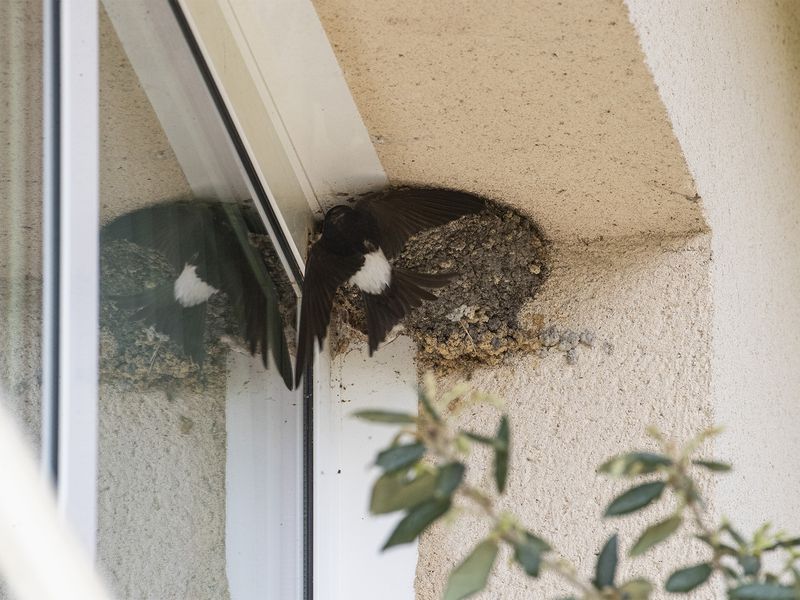 Programme biodiversité locale - Hirondelle de fenêtre à l'hôtel Les Jardins de Beauval - Association Beauval Nature