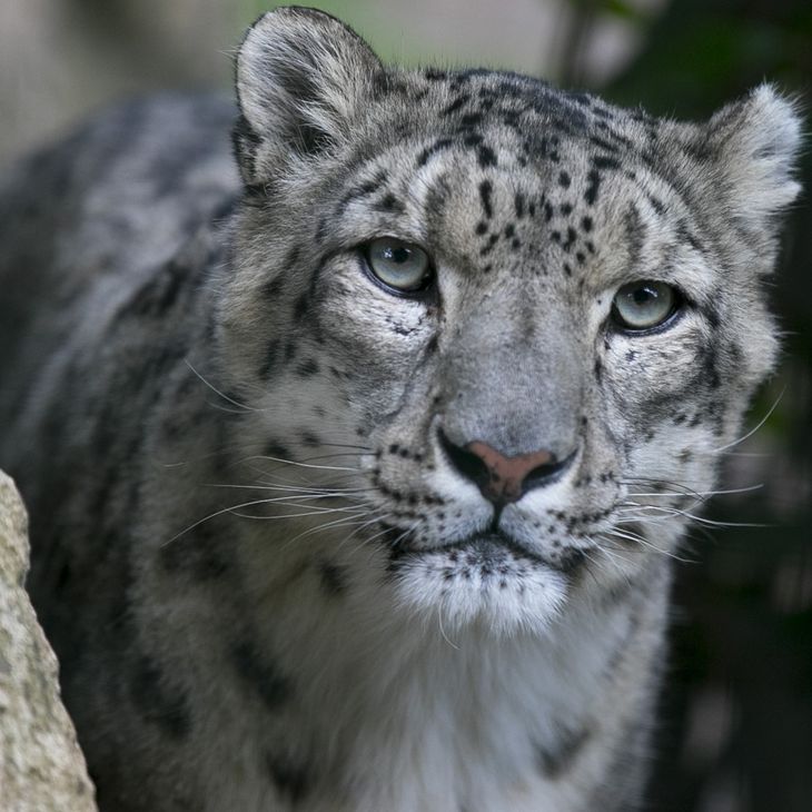 Panthère des neiges - Contactez-nous - ZooParc de Beauval