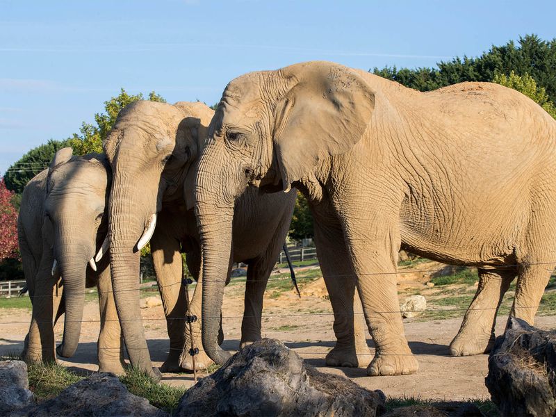 Éléphants d'Afrique - Animaux extraordinaires du ZooParc Éléphants d'Afrique - Animaux extraordinaires du ZooParc
