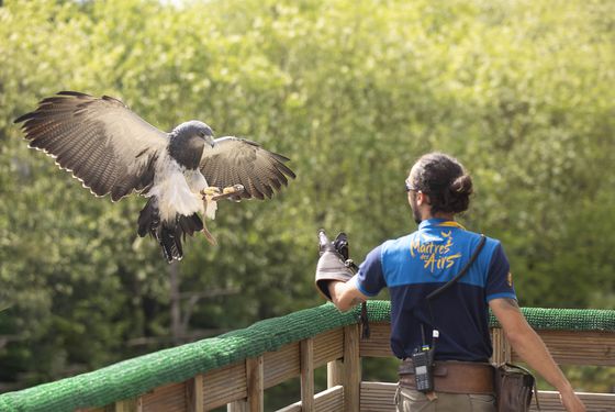 Représentation d'oiseaux Les Maîtres des Airs Représentation d'oiseaux Les Maîtres des Airs - Week-end en famille au ZooParc de Beauval