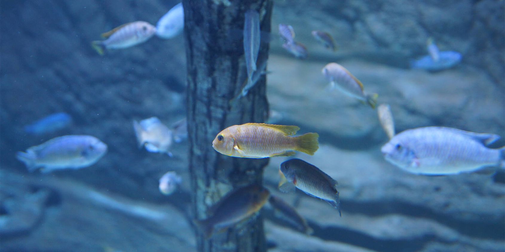 Poissons exotiques - Les animaux du Vivarium et Aquarium - ZooParc de Beauval