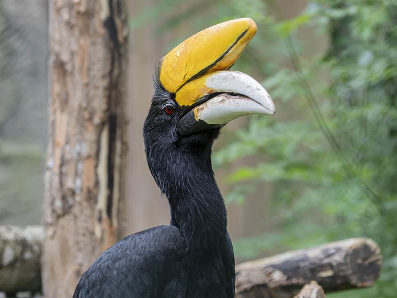 Mâle calao rhinocéros - Les animaux de La Serre Tropicale des Oiseaux - ZooParc de Beauval