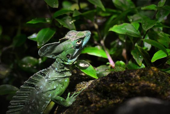 Plumed basilisk