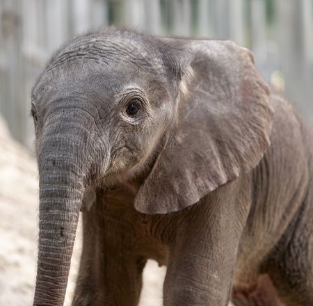 Naissance éléphanteau - Événement - ZooParc de Beauval