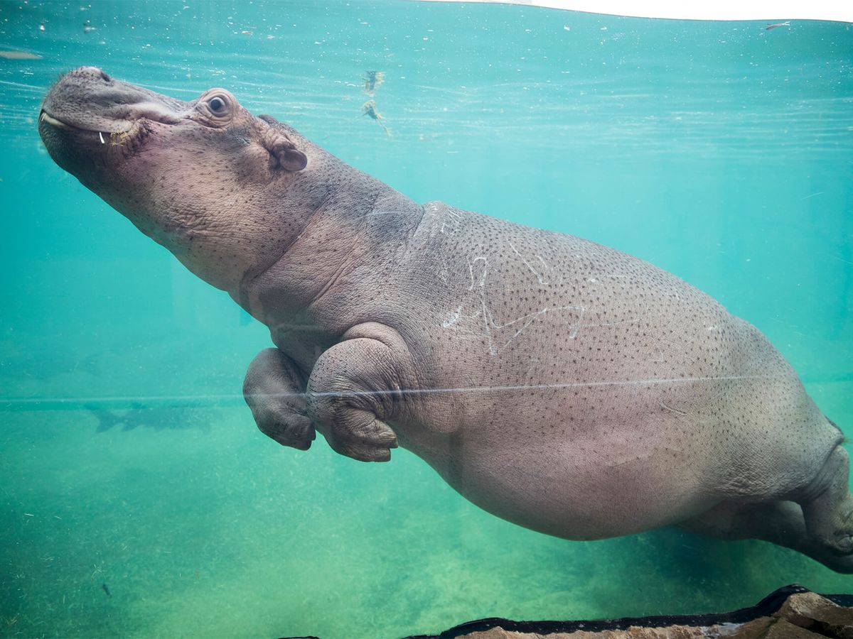 Hippopotame amphibie ZooParc de Beauval