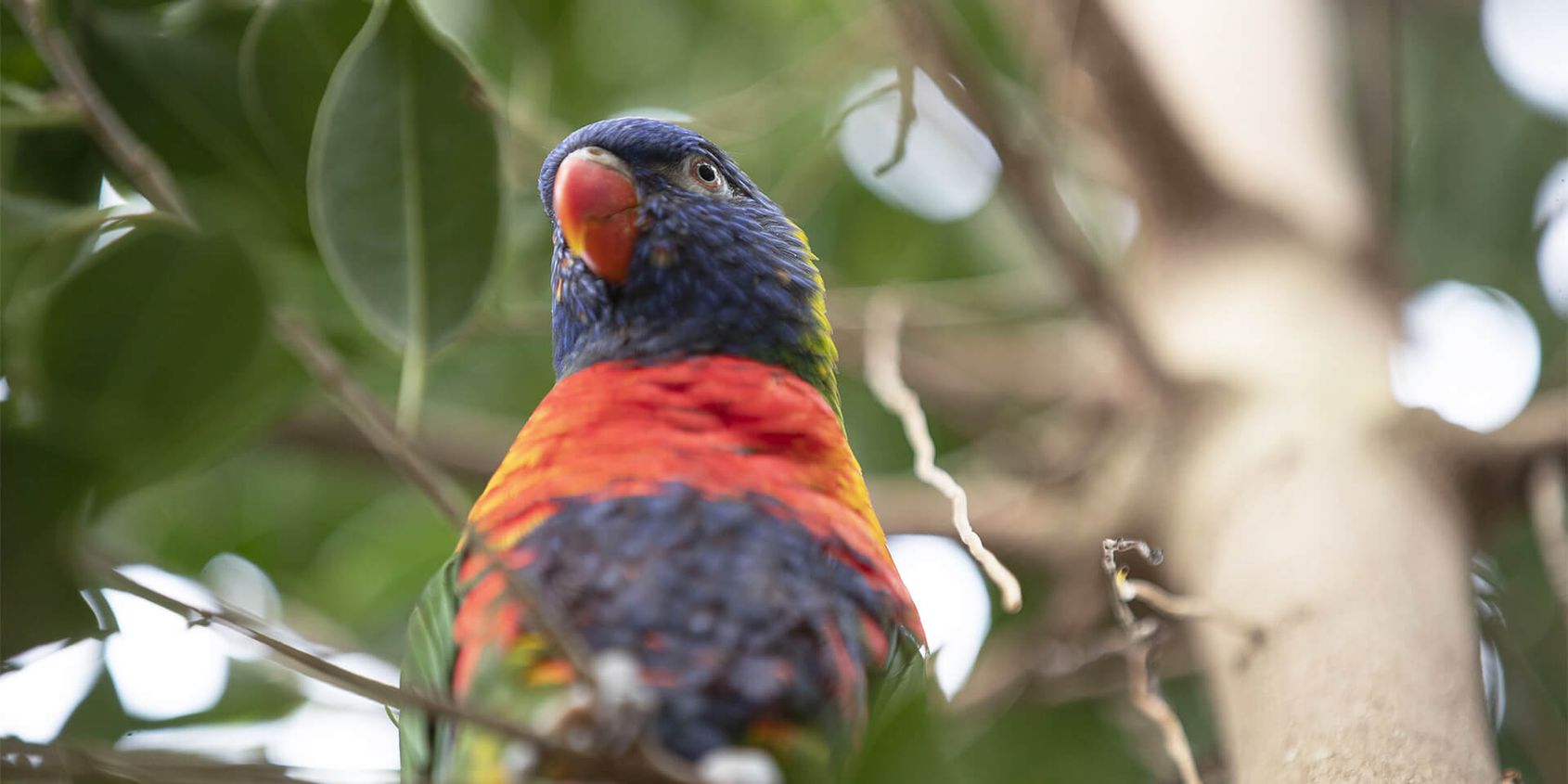 Loriquet - Les animaux de La Serre Tropicale des Oiseaux - ZooParc de Beauval