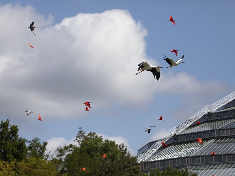 Avantages hôtels - Bon plan et astuces séjours et billets - Expérience immersive oiseaux - ZooParc de Beauval