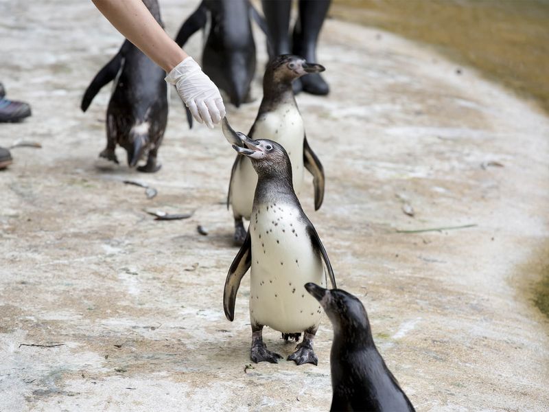 Come and visit the ZooParc de Beauval in summer - 