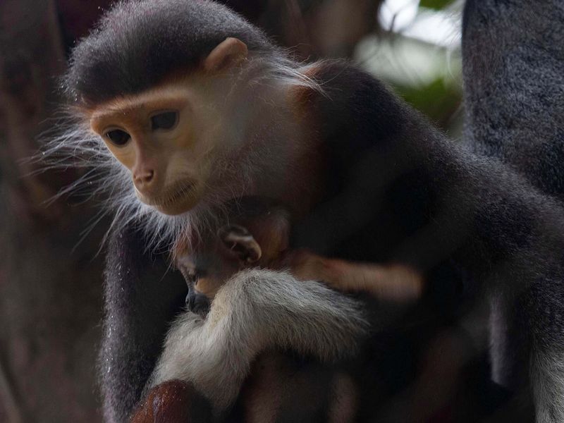 Red-shanked douc langur - Animals of ZooParc de Beauval