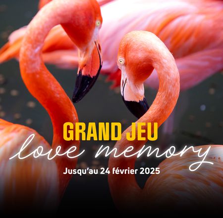 Jeu Saint-Valentin - Lots à gagner - ZooParc de Beauval