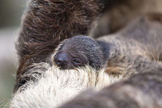 The long-awaited baby sloth has been born at Beauval