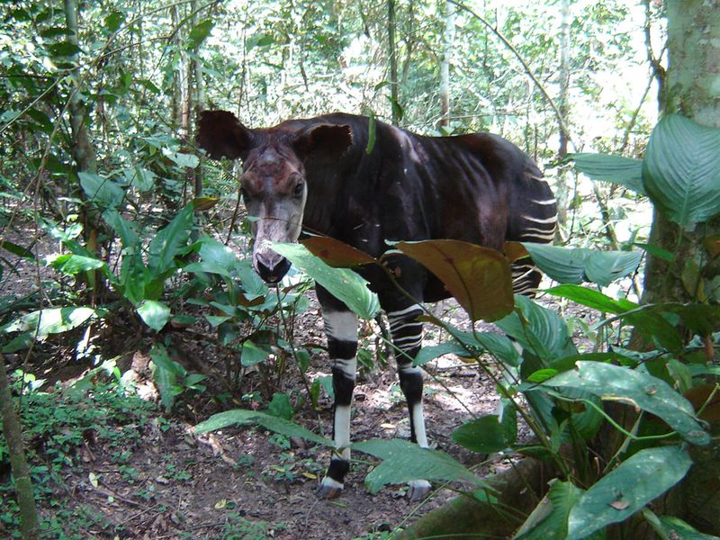 Okapi - Animaux extraordinaires du ZooParc