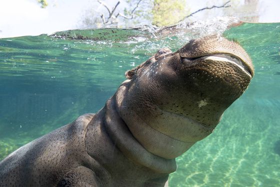 Au plus proche des hippopotames - Activités familiales - ZooParc de Beauval