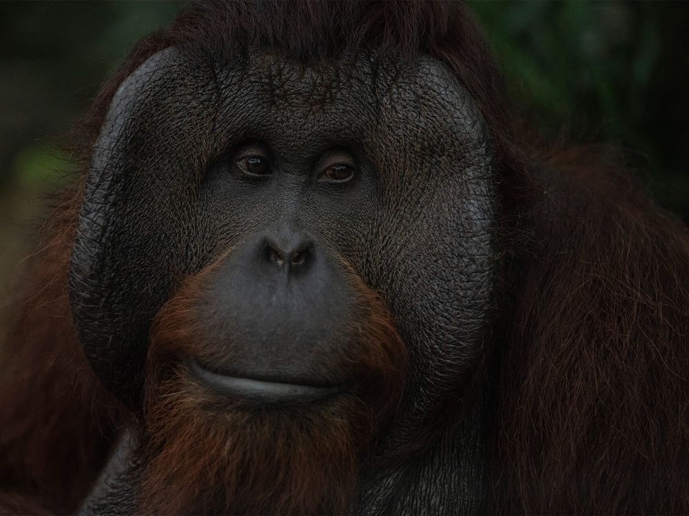 Orangoutan de Bornéo ZooParc de Beauval