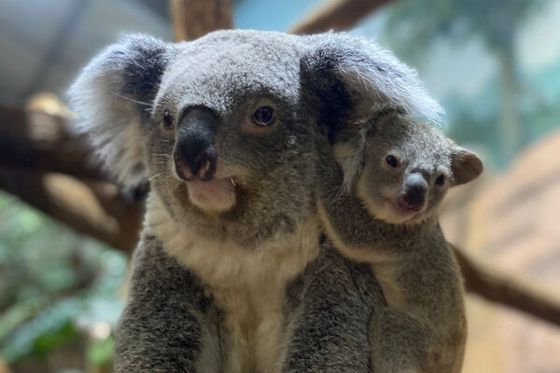 Des nouvelles et une vidéo trop « mimi » du petit bébé koala de Genoa