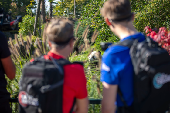Le ZooParc de Beauval à l’honneur dans La Carte aux trésors !