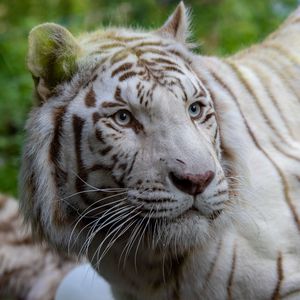 White tiger - Animals of the ZooParc de Beauval