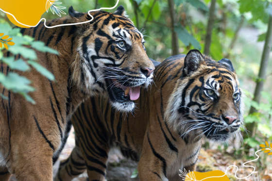 Journée internationale du tigre : découvrons ce félin aussi puissant que menacé