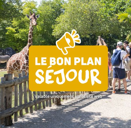 Bon plan séjour - Billets et séjours à prix réduit dans nos hôtels - Les Hauts de Beauval - ZooParc de Beauval