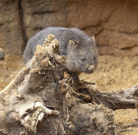 Red Lands educational talk – ZooParc de Beauval