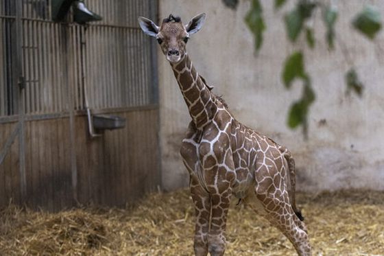 Naissances en série au ZooParc de Beauval
