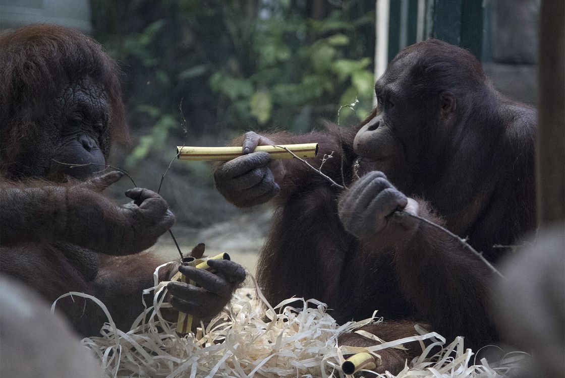 Soigneur Dun Jour Zoo De Beauval Soigneur D'un Jour Zoo De Beauval - Communauté MCMS