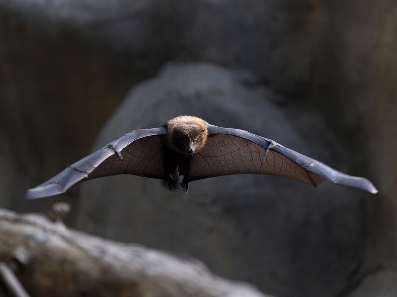 Rodrigues flying fox Rodrigues flying fox