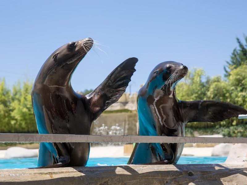 Spectacle d'otaries - L'Odyssée des Lions de Mer - Venez visiter les animaux du ZooParc de Beauval Spectacle d'otaries - L'Odyssée des Lions de Mer - Venez visiter les animaux du ZooParc de Beauval