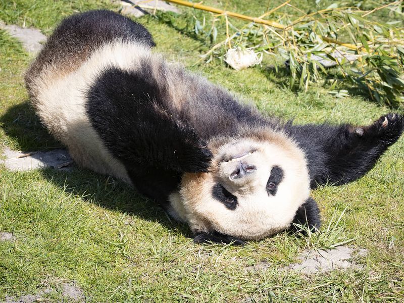 Giant panda, emblem of conservation - ZooParc de Beauval