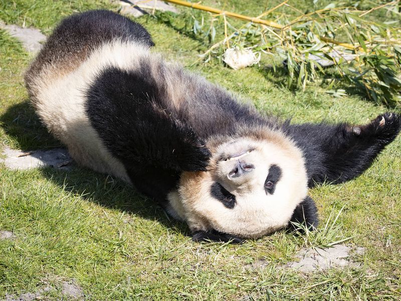 Panda géant, emblème de la conservation - ZooParc de Beauval