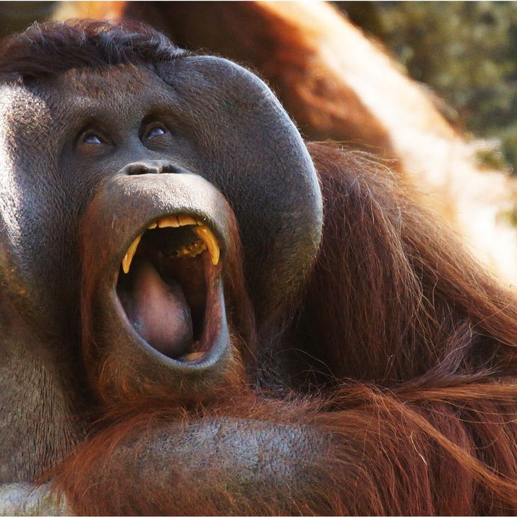 Orang-outan - Venez visiter les animaux du ZooParc de Beauval