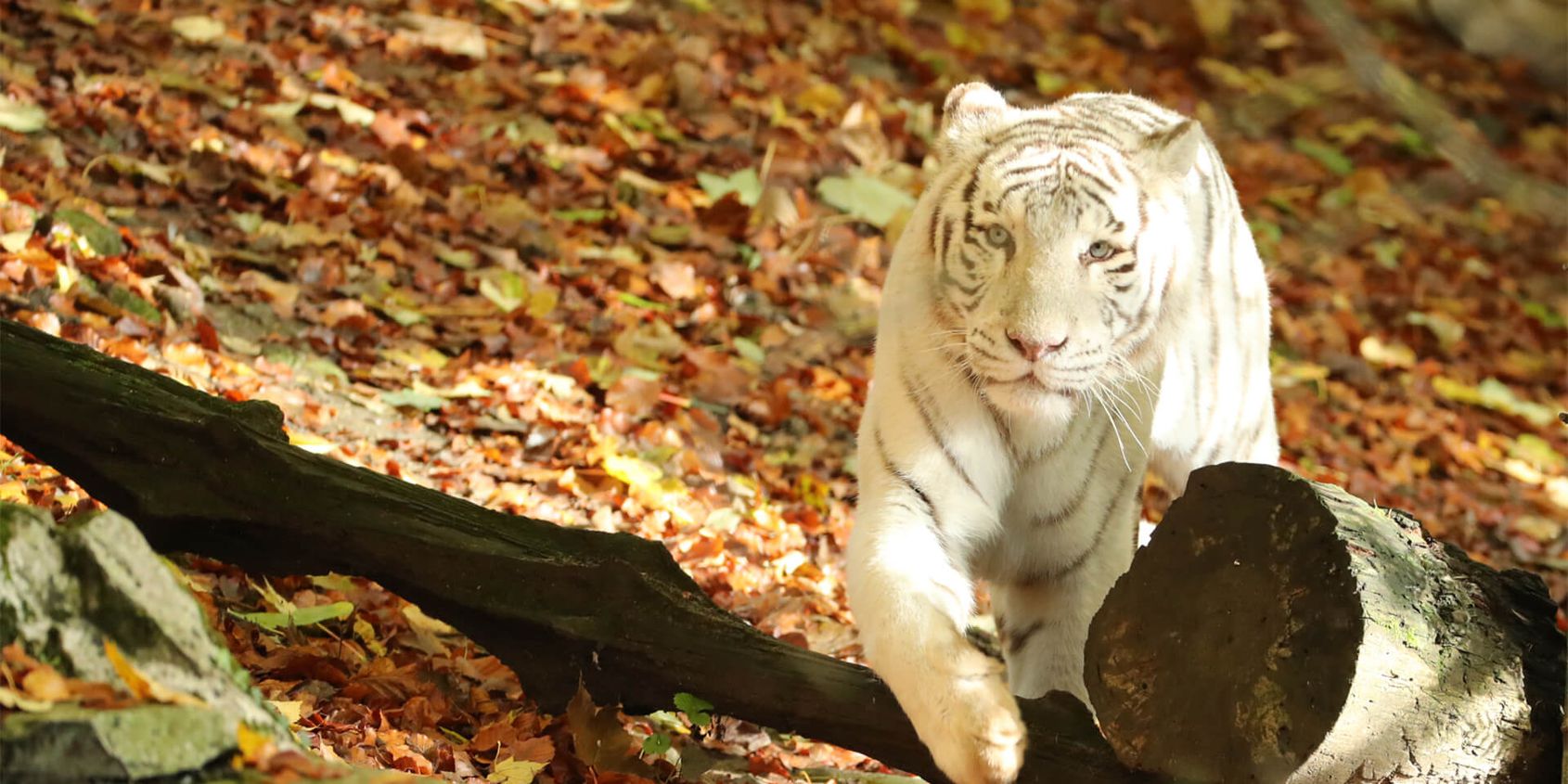 Tigre blanc - Les animaux du Bois des Fauves - ZooParc de Beauval