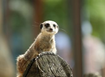 Préparez votre visite - Découvrez nos animaux extraordinaires - ZooParc de Beauval