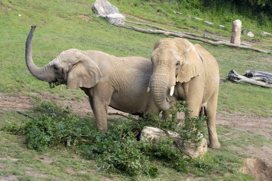 Éléphants : deux femelles gestantes, deux bébés attendus au premier trimestre 2026