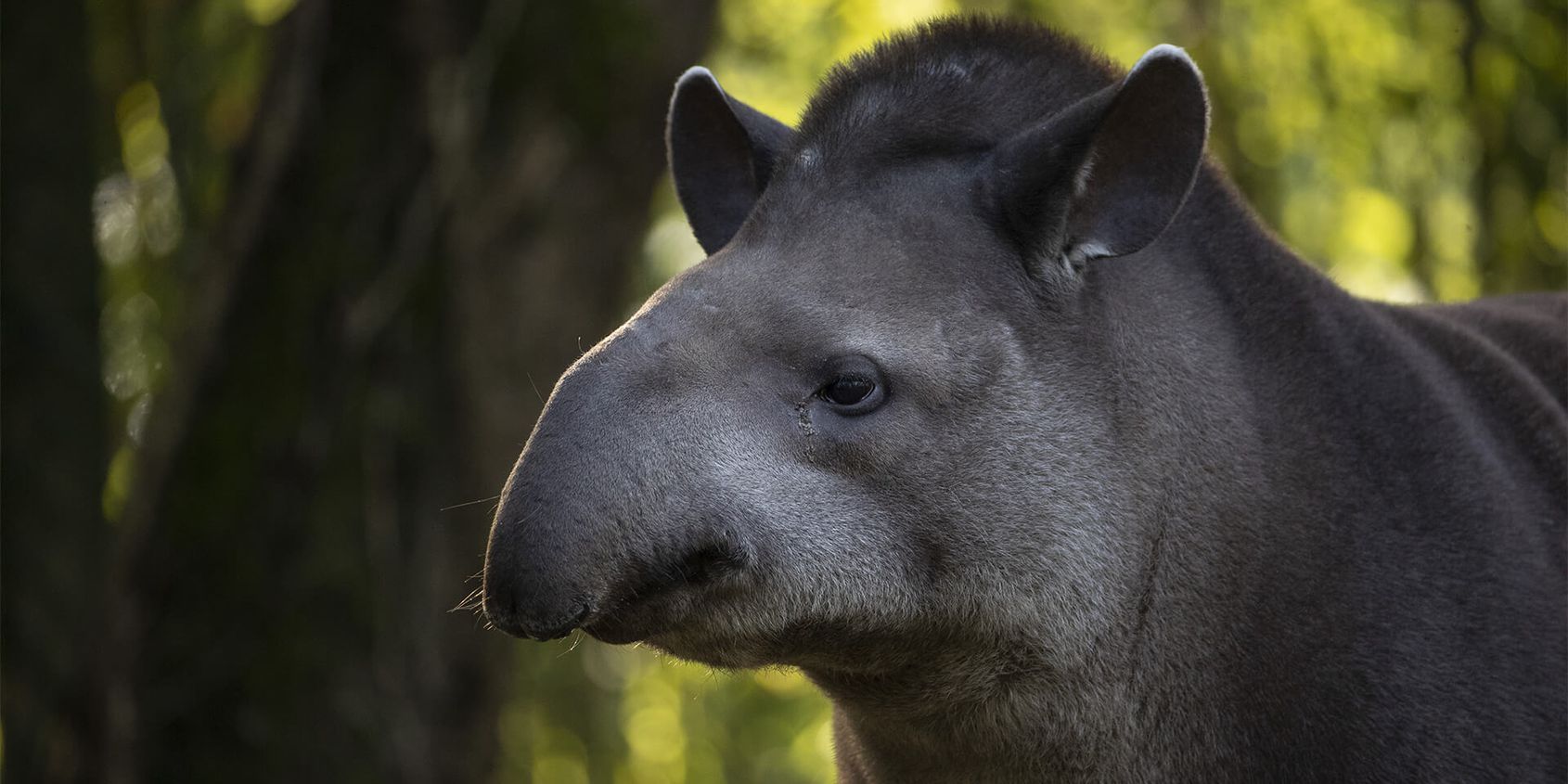 Portrait tapir terrestre - Les animaux de la Pampa Sud-Américaine - ZooParc de Beauval