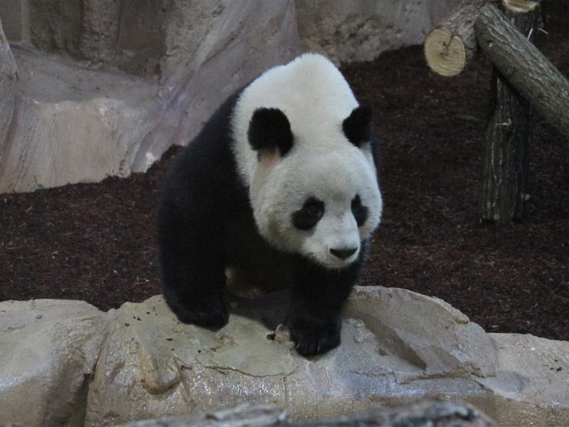 Arrival at the Heights of China - Saga pandas ZooParc de Beauval