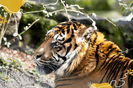 Journée internationale du tigre : un félin à protéger !