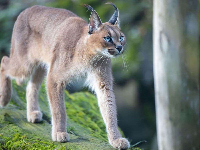 Caracal - Animaux extraordinaires du ZooParc Caracal - Animaux extraordinaires du ZooParc