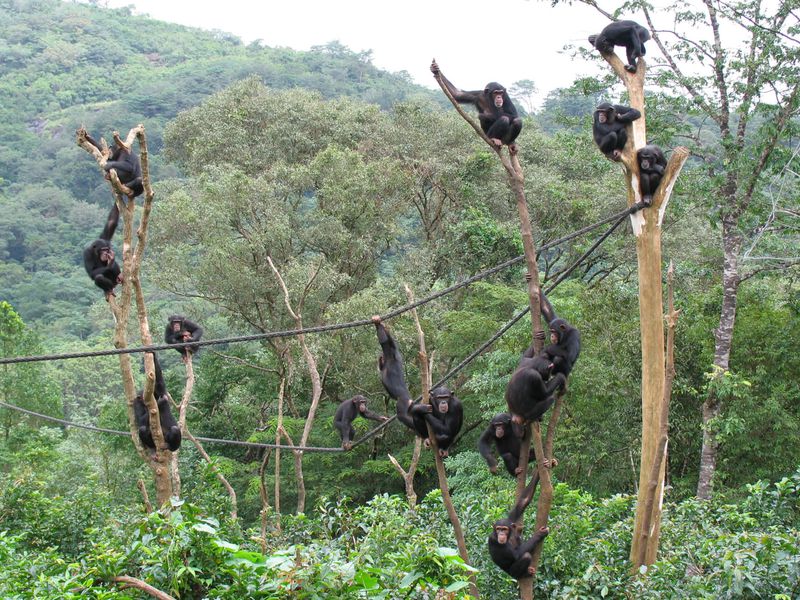 Chimpanzés dans la nature - Beauval Nature - ZooParc de Beauval
