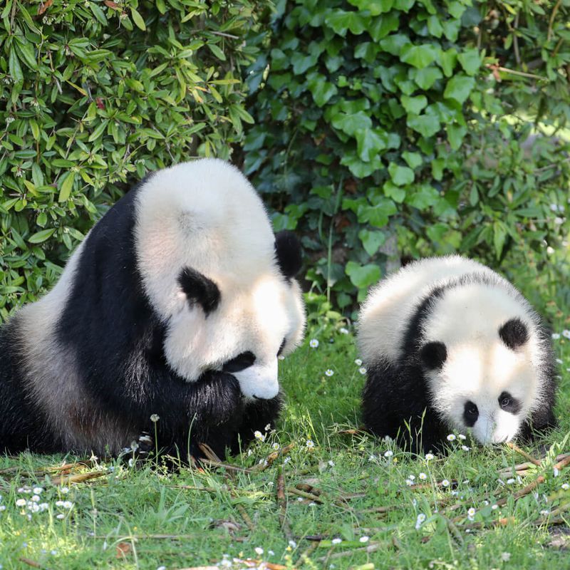 Un séjour avec visite des coulisses panda au ZooParc de Beauval