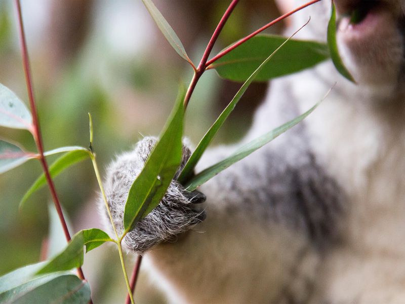 Koala - Animaux extraordinaires du ZooParc