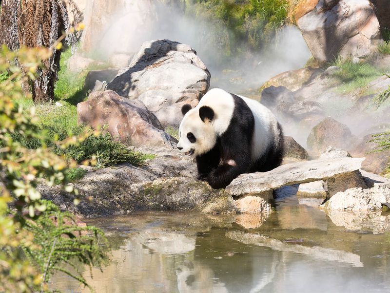 Au zoo de Beauval, permission de sortie pour les jumelles panda