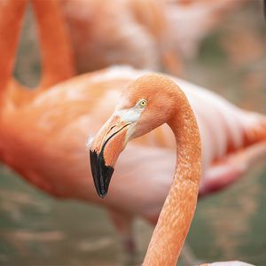 Animations Amérique Maison Beauval Nature - Flamants de Cuba - ZooParc de Beauval